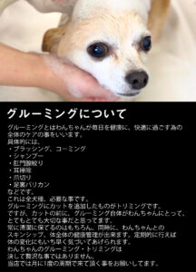 Beate（ベアテ）｜岡崎市のグルーミングサロン｜トリミング・ドッグサロン