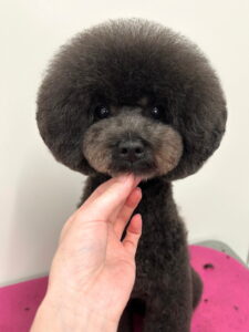 Beate（ベアテ）｜岡崎市のグルーミングサロン｜トリミング・ドッグサロン