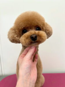 Beate（ベアテ）｜岡崎市のグルーミングサロン｜トリミング・ドッグサロン