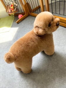 Beate(ベアテ)|岡崎市のグルーミングサロン|トリミング・ドッグサロン