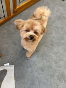 Beate（ベアテ）｜岡崎市のグルーミングサロン｜トリミング・ドッグサロン