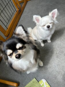 Beate（ベアテ）｜岡崎市のグルーミングサロン｜トリミング・ドッグサロン