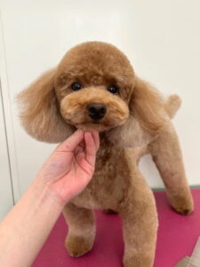 Beate（ベアテ）｜岡崎市のグルーミングサロン｜トリミング・ドッグサロン