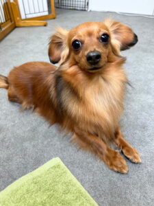 Beate(ベアテ)|岡崎市のグルーミングサロン|トリミング・ドッグサロン