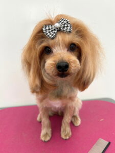 Beate（ベアテ）｜岡崎市のグルーミングサロン｜トリミング・ドッグサロン