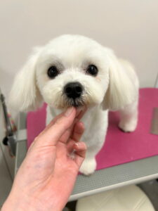 Beate（ベアテ）｜岡崎市のグルーミングサロン｜トリミング・ドッグサロン