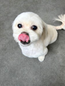 Beate（ベアテ）｜岡崎市のグルーミングサロン｜トリミング・ドッグサロン