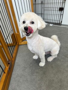 Beate(ベアテ)|岡崎市のグルーミングサロン|トリミング・ドッグサロン