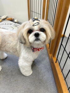 Beate（ベアテ）｜岡崎市のグルーミングサロン｜トリミング・ドッグサロン