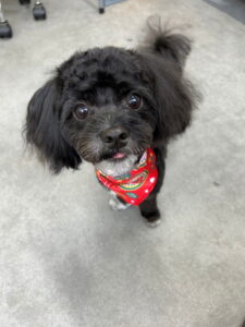 Beate(ベアテ)|岡崎市のグルーミングサロン|トリミング・ドッグサロン