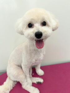 Beate(ベアテ)|岡崎市のグルーミングサロン|トリミング・ドッグサロン