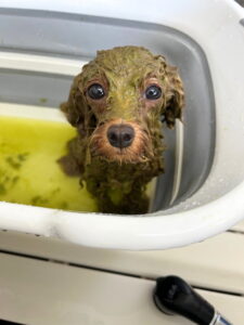 Beate(ベアテ)|岡崎市のグルーミングサロン|トリミング・ドッグサロン