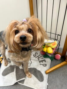 Beate(ベアテ)|岡崎市のグルーミングサロン|トリミング・ドッグサロン