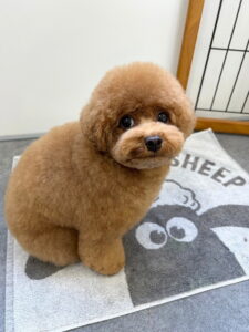 Beate（ベアテ）｜岡崎市のグルーミングサロン｜トリミング・ドッグサロン