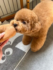 Beate(ベアテ)|岡崎市のグルーミングサロン|トリミング・ドッグサロン