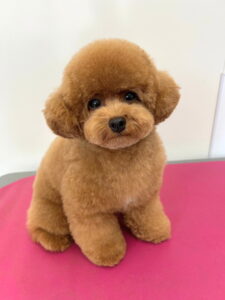 Beate(ベアテ)|岡崎市のグルーミングサロン|トリミング・ドッグサロン