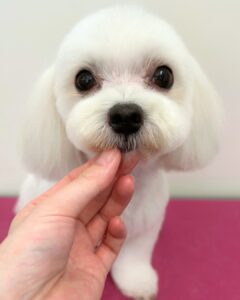 Beate（ベアテ）｜岡崎市のグルーミングサロン｜トリミング・ドッグサロン