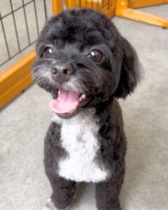 Beate（ベアテ）｜岡崎市のグルーミングサロン｜トリミング・ドッグサロン