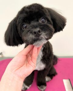 Beate（ベアテ）｜岡崎市のグルーミングサロン｜トリミング・ドッグサロン
