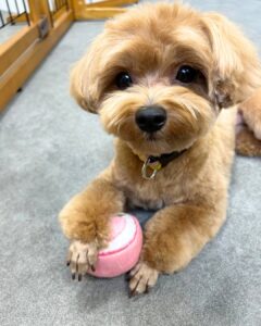 Beate(ベアテ)|岡崎市のグルーミングサロン|トリミング・ドッグサロン