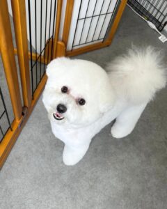 Beate（ベアテ）｜岡崎市のグルーミングサロン｜トリミング・ドッグサロン