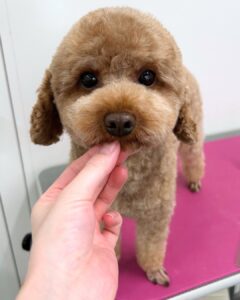 Beate（ベアテ）｜岡崎市のグルーミングサロン｜トリミング・ドッグサロン