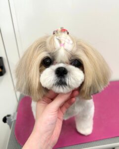 Beate(ベアテ)|岡崎市のグルーミングサロン|トリミング・ドッグサロン