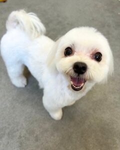 Beate(ベアテ)|岡崎市のグルーミングサロン|トリミング・ドッグサロン