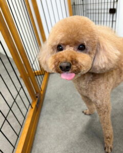 Beate（ベアテ）｜岡崎市のグルーミングサロン｜トリミング・ドッグサロン