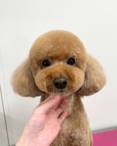 Beate(ベアテ)|岡崎市のグルーミングサロン|トリミング・ドッグサロン