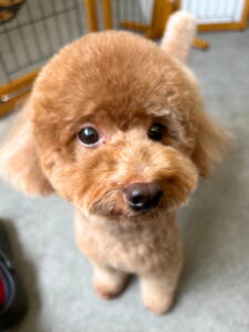 Beate（ベアテ）｜岡崎市のグルーミングサロン｜トリミング・ドッグサロン