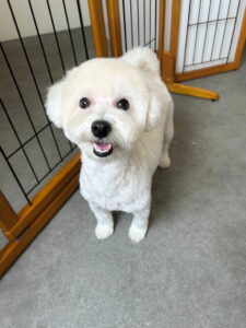 Beate（ベアテ）｜岡崎市のグルーミングサロン｜トリミング・ドッグサロン