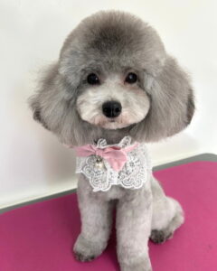 Beate（ベアテ）｜岡崎市のグルーミングサロン｜トリミング・ドッグサロン