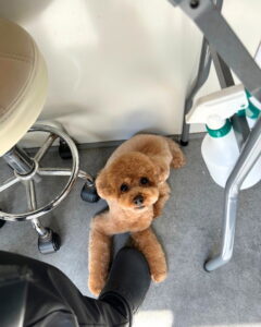 Beate（ベアテ）｜岡崎市のグルーミングサロン｜トリミング・ドッグサロン