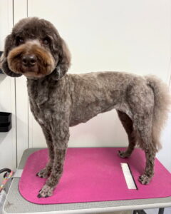 Beate（ベアテ）｜岡崎市のグルーミングサロン｜トリミング・ドッグサロン